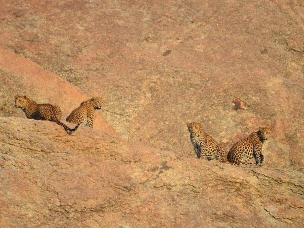India tour, palaces and leopards