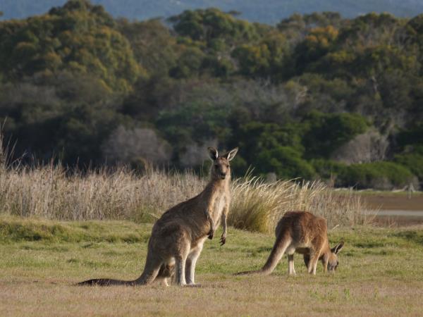 Tasmania wildlife tour
