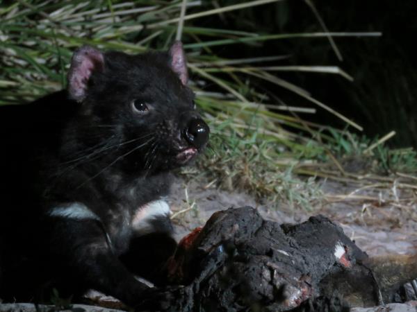 Tasmania wildlife tour