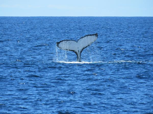 Tasmania wildlife tour