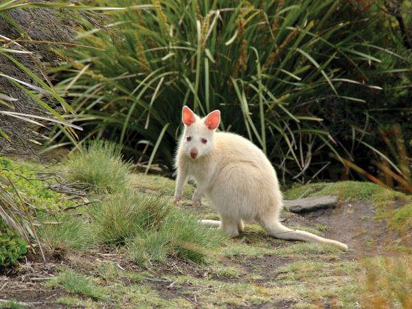 Tasmania wildlife tour