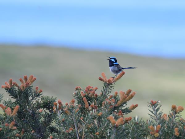Tasmania wildlife tour