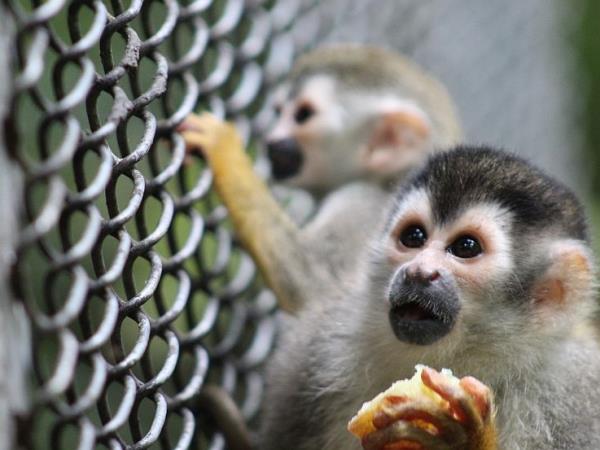 Costa Rica wildlife conservation