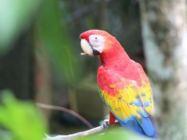 Costa Rica wildlife conservation