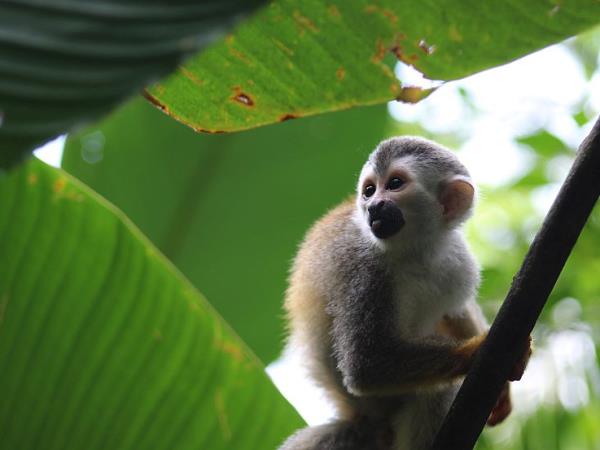 Costa Rica wildlife conservation