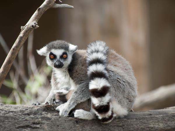 Classic Madagascar discovery tour, tailor made