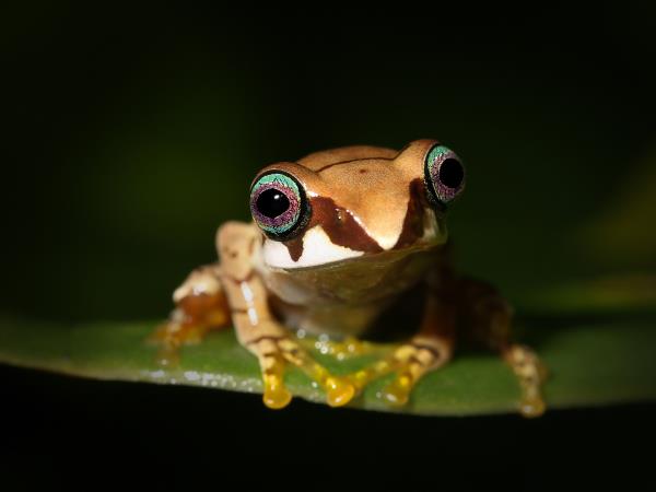 Classic Madagascar discovery tour, tailor made
