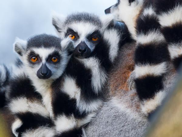 Classic Madagascar discovery tour, tailor made