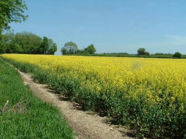 Winchester to Canterbury Pilgrims way