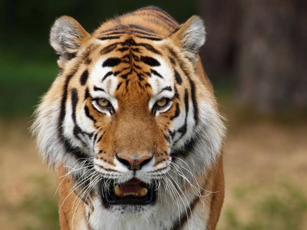 Madhya Pradesh tailor made holiday, India