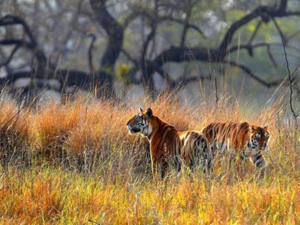 Madhya Pradesh tailor made holiday, India