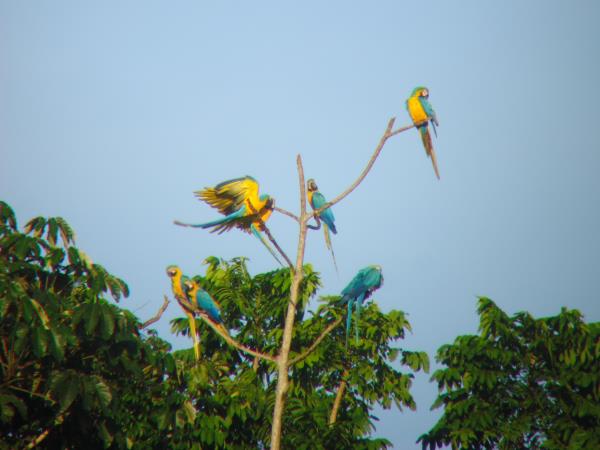 Wilds of Tambopata tour, Peru
