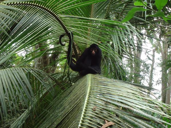 Wilds of Tambopata tour, Peru