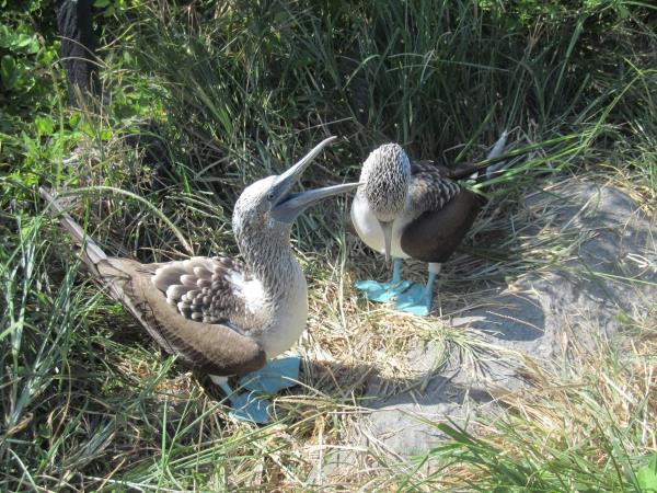 Galapagos & Ecuador holiday for families
