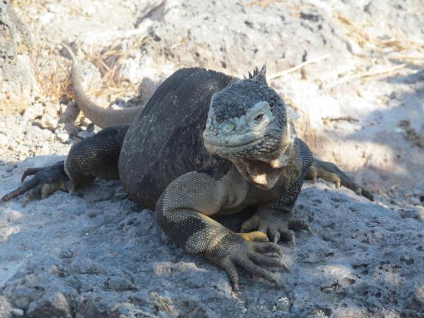 Galapagos & Ecuador holiday for families