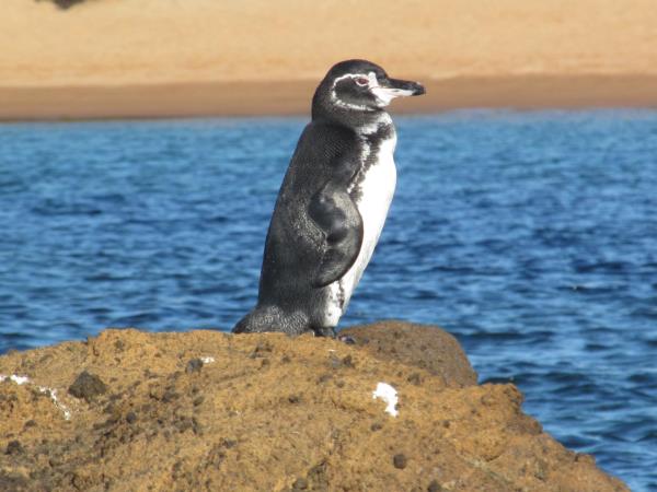 Galapagos & Ecuador holiday for families