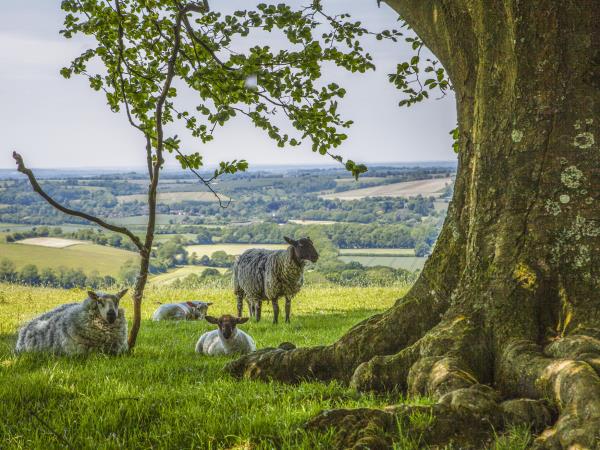 South Downs farm camping & caravan site, England