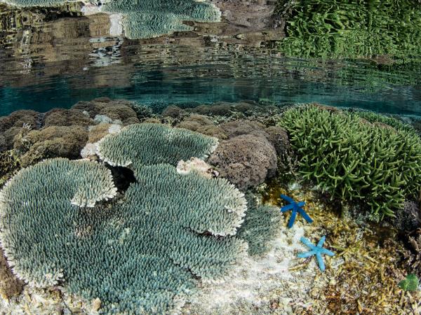 Indonesia snorkelling holiday, Bali & Komodo