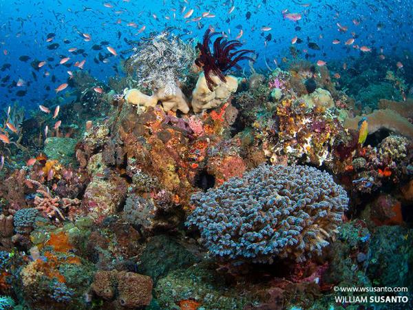 Dive holiday in Indonesia, Alor and Komodo