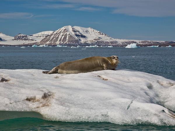 Spitsbergen Arctic Cruise