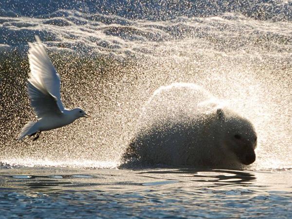 Spitsbergen Arctic Cruise