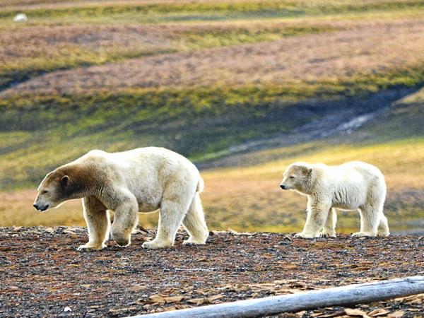 Spitsbergen Arctic Cruise