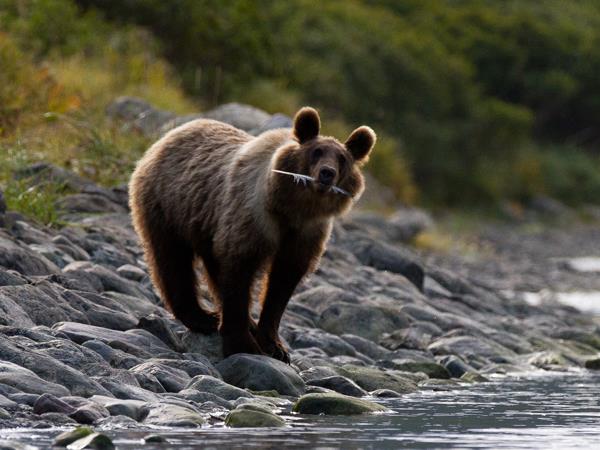 Kamchatka cruise in Russia, ring of fire expedition