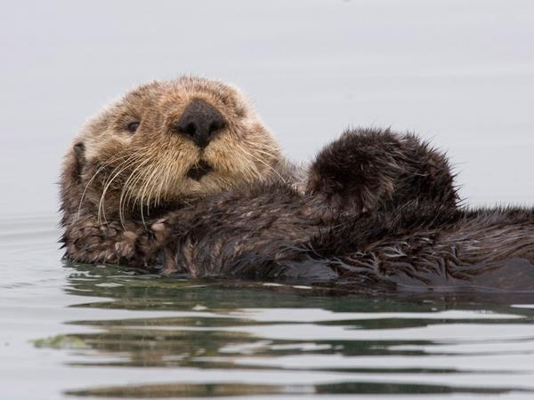 Kamchatka cruise in Russia, ring of fire expedition