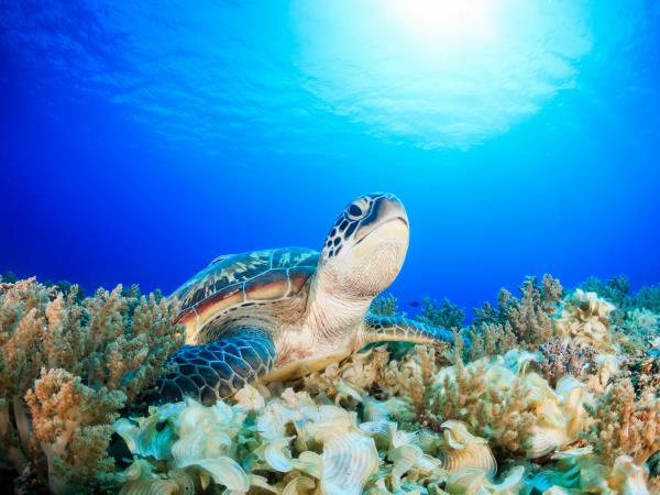 Raja Ampat and North Sulawesi diving holiday