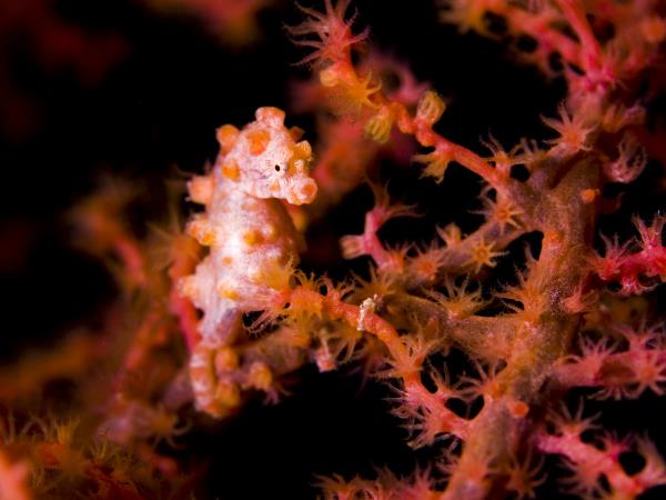 Raja Ampat and North Sulawesi diving holiday