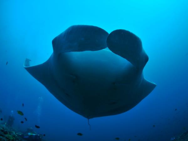 Raja Ampat and North Sulawesi diving holiday