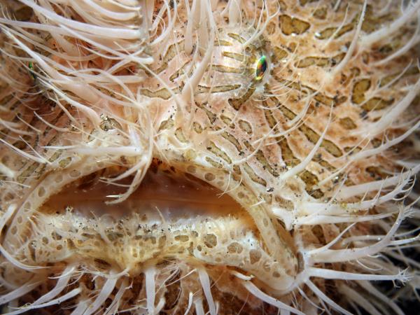 Raja Ampat and North Sulawesi diving holiday