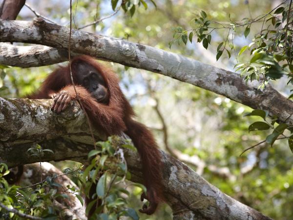 Kutai National Park orangutan holiday, Borneo