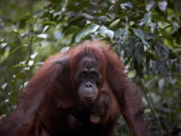 Kutai National Park orangutan holiday, Borneo