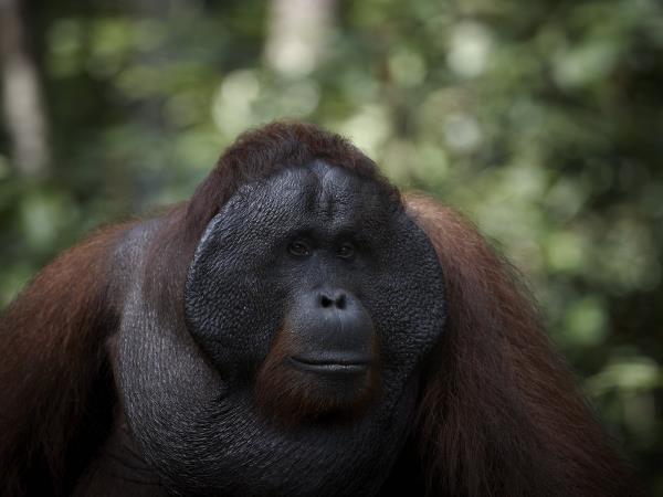 Kutai National Park orangutan holiday, Borneo