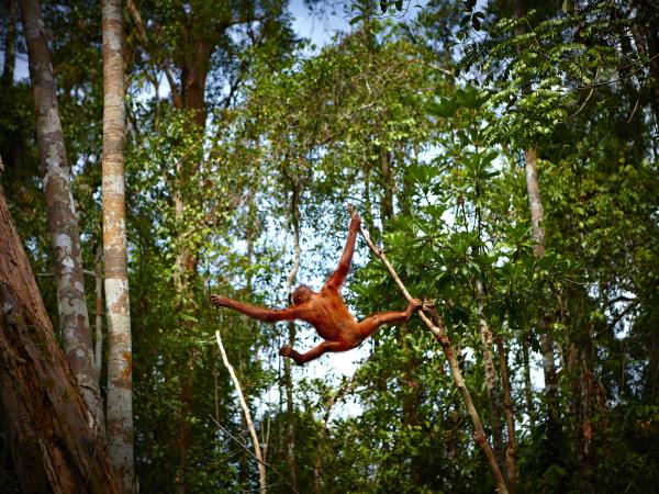 Kutai National Park orangutan holiday, Borneo