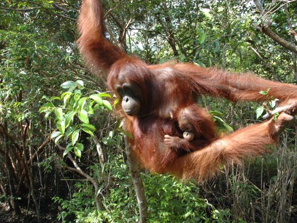Kutai National Park orangutan holiday, Borneo