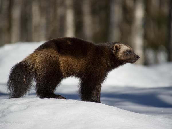Wildlife photography holiday in Finland