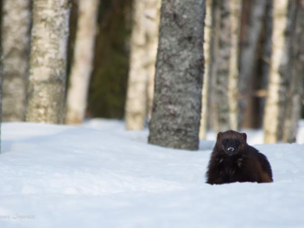 Wildlife photography holiday in Finland