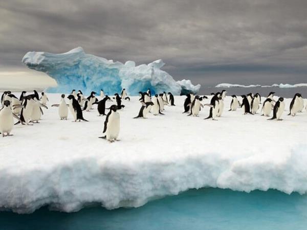 Ross Sea Antarctic Islands cruise from New Zealand