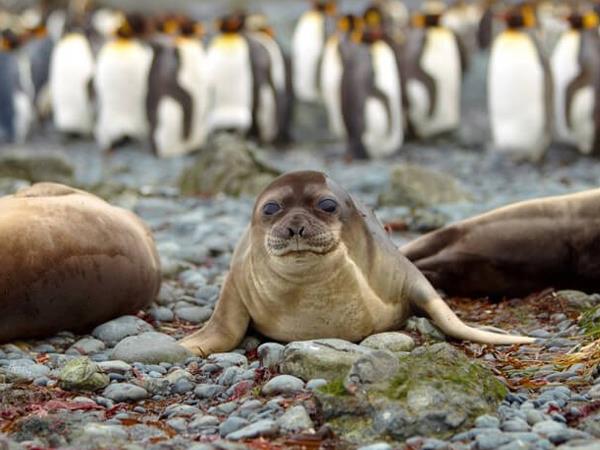 Ross Sea Antarctic Islands cruise from New Zealand