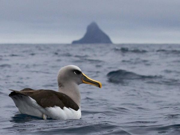 Ross Sea Antarctic Islands cruise from New Zealand