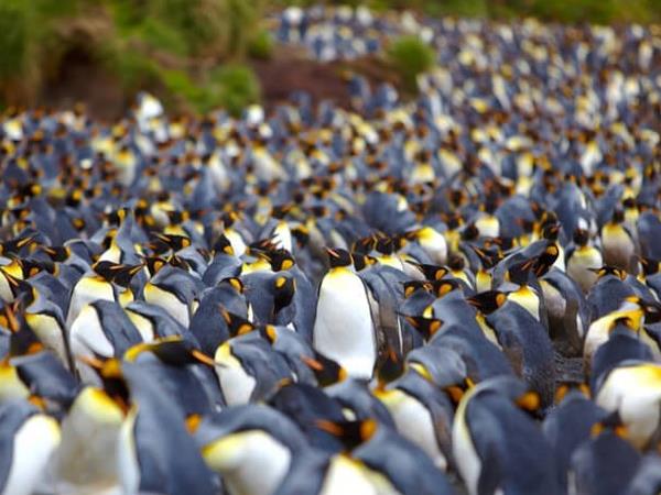 Ross Sea Antarctic Islands cruise from New Zealand