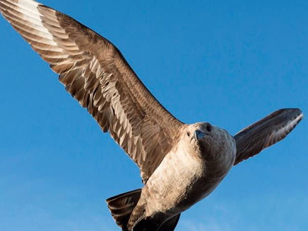 Ross Sea Antarctic Islands cruise from New Zealand