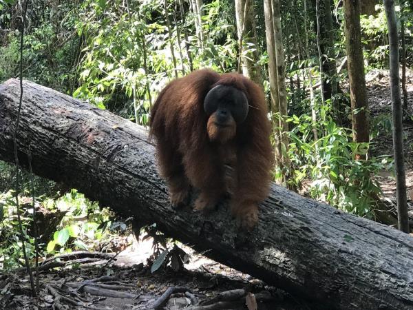 Sumatra orangutan experience, Indonesia