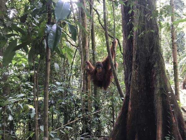 Sumatra orangutan experience, Indonesia