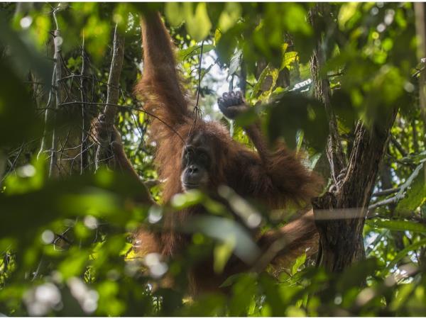 Sumatra fundraising trekking adventure