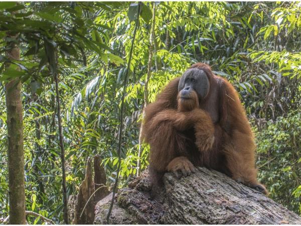 Sumatra fundraising trekking adventure