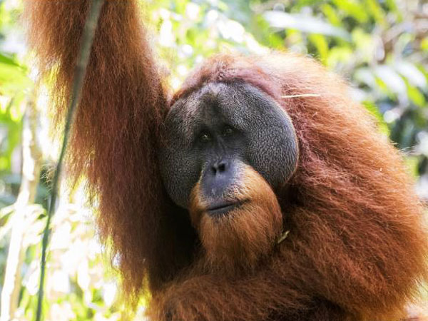 Sumatra fundraising trekking adventure