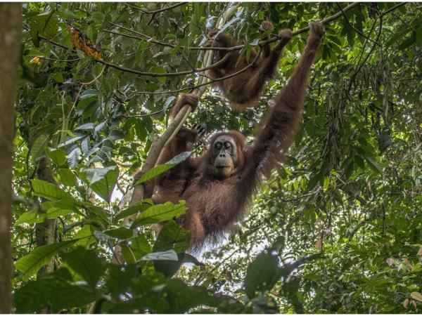 Sumatra fundraising trekking adventure